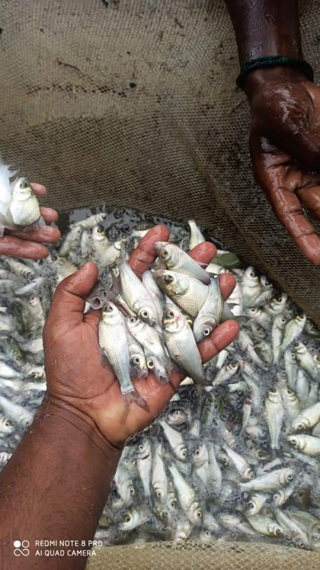 Training for fish farming and fish harvesting.