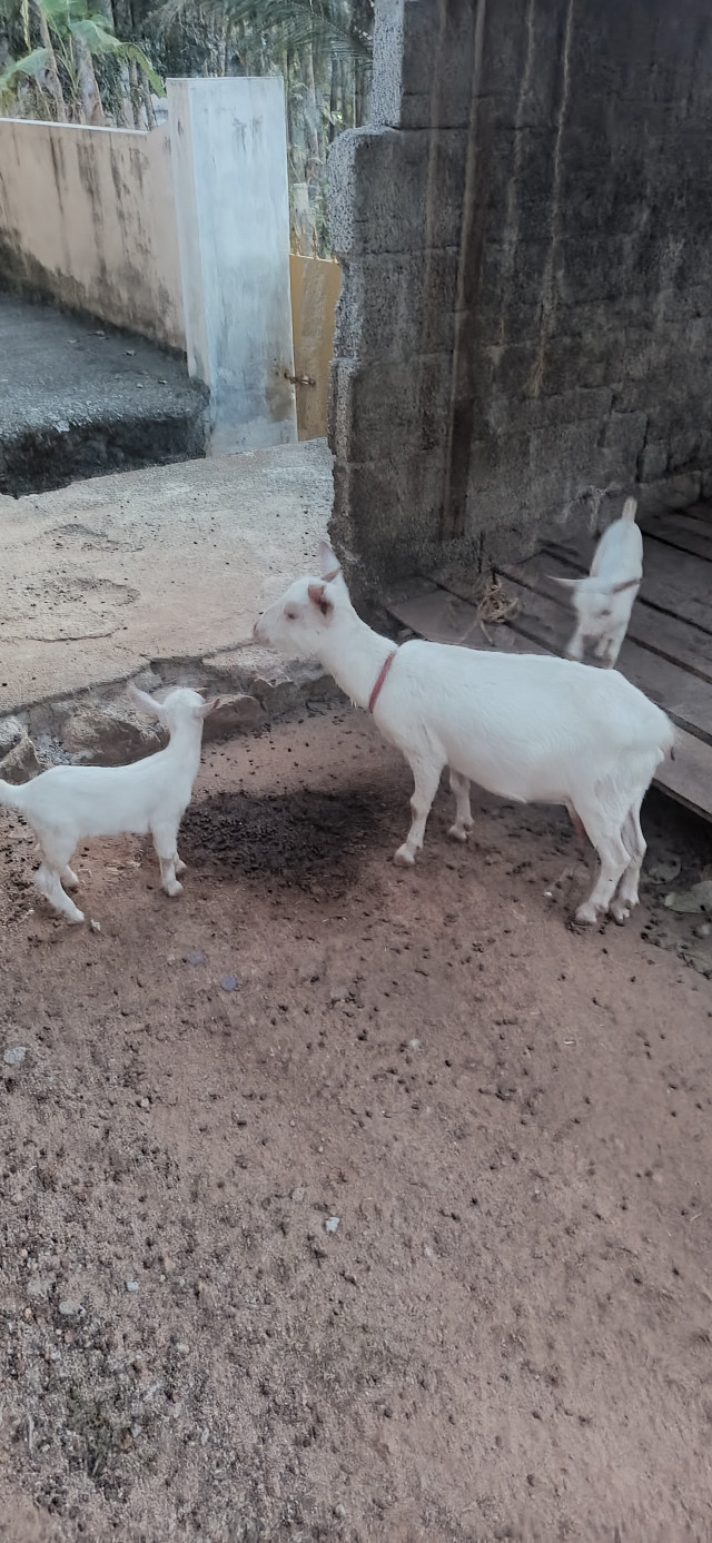 Goats kanadiyan